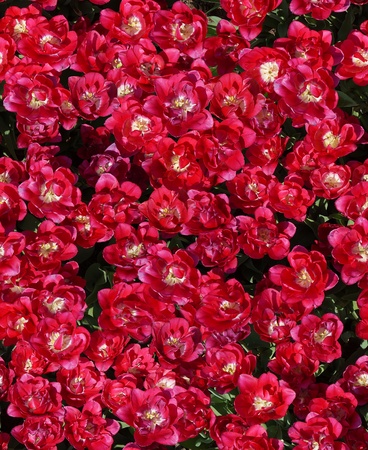 seamless red tulips backgroundの写真素材