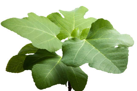 old green  branches with leaves of figs tree