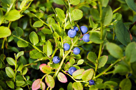 plantation of blueberry with leaves in forest の写真素材