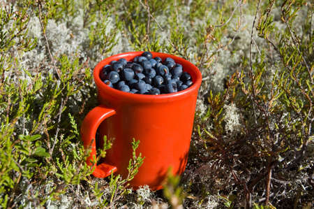 red cup of blue berries around green grassの写真素材