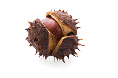 chestnut have prickly crust with thorn in autumnの写真素材