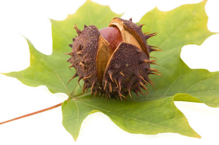chestnut have prickly scin on green leaf in autumnの写真素材