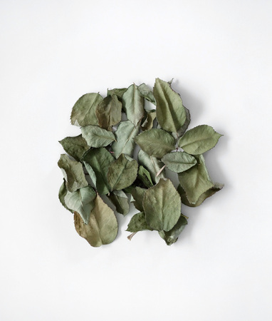 Leaves in white backgroundの写真素材