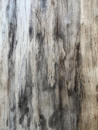 wood texture, wood backgroundの写真素材