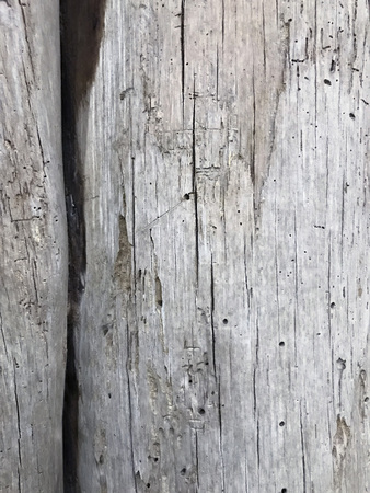 wood texture, wood backgroundの写真素材
