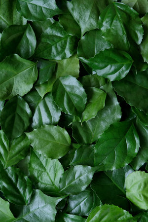 a frame made of green leavesの写真素材
