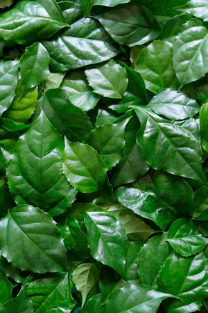 a frame made of green leavesの写真素材