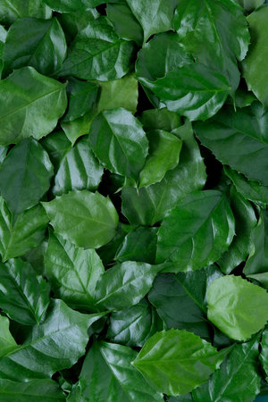 a frame made of green leavesの写真素材