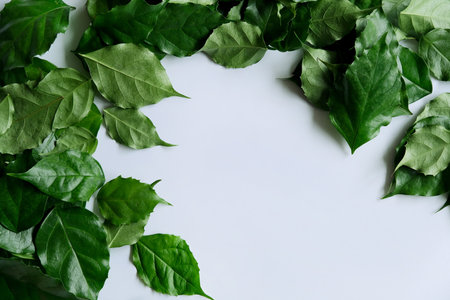 a frame made of green leavesの写真素材