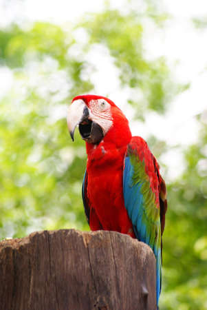 Colourful Parrot