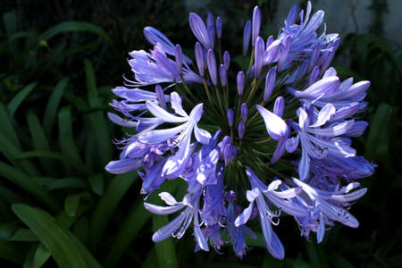 A flower in a Costarican gardenの写真素材
