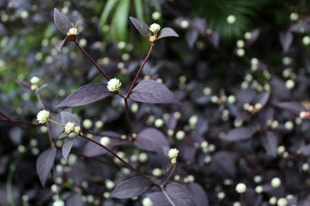Purple plants in Boca Tapada, Costa Ricaの写真素材