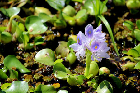 Purple pond flower in Palo Verde, Costa Ricaの写真素材