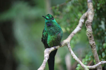 Colorful hummingbird on a branch in Monteverde, Costa Ricaの写真素材
