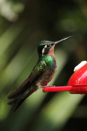 Colorful hummingbird in Monteverde, Costa Ricaの写真素材