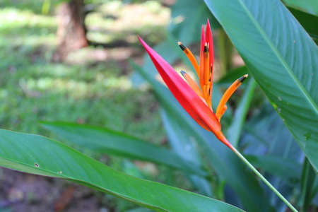 Tropical flower of costa ricaの写真素材
