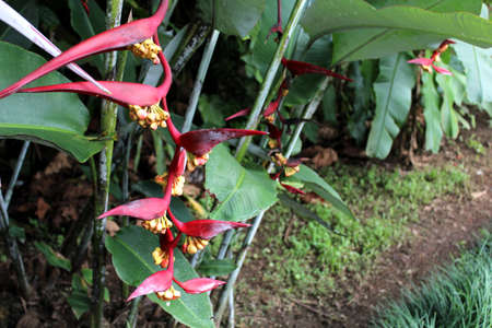 Tropical plant of costa rica  heliconia の写真素材