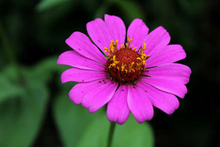 Purple-pink flowerの写真素材
