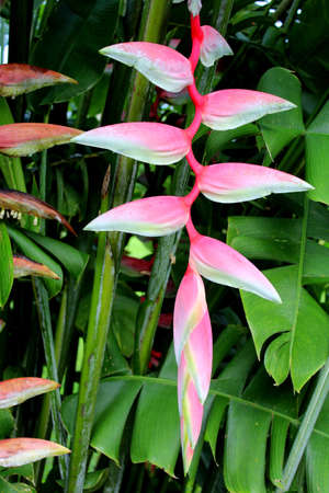 Hot pink, tropical flowerの写真素材
