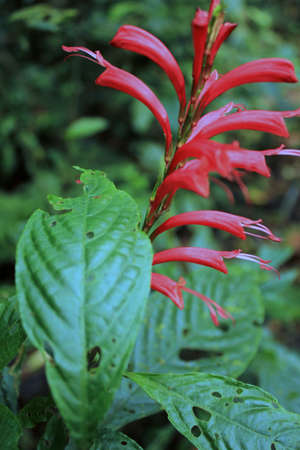 tropical flower in costa rica, cloud forest of monteverdeの写真素材