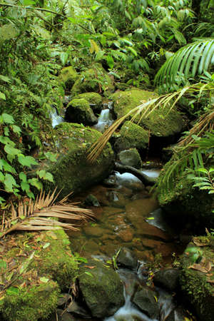 Little cascade in the rain forest of costa ricaの写真素材