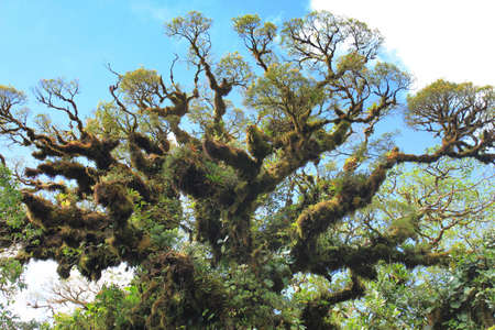 Big tree with lots of epiphyte plantsの写真素材