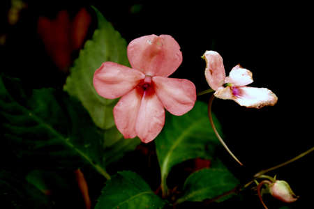 Pink flowers in the darkの写真素材