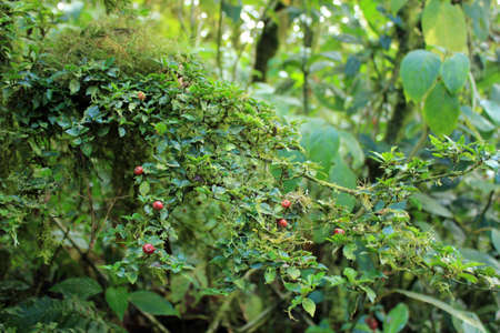Berries in tropical rain forestの写真素材