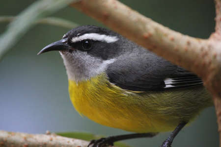 Yellow bird in treeの写真素材