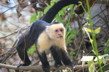 Capuchin monkeyの写真素材