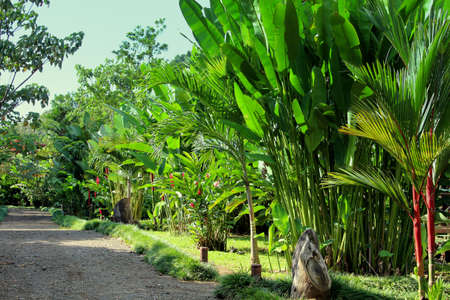 Tropical carden in Boca Tapadaの写真素材