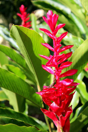 tropical flowerの写真素材