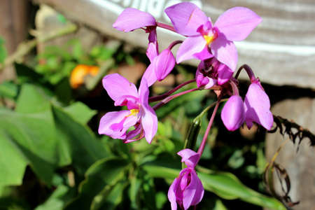 Purple orchidの写真素材