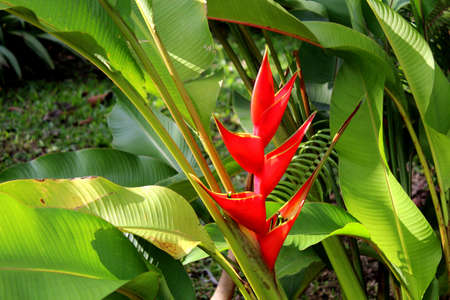 Red tropical flowerの写真素材