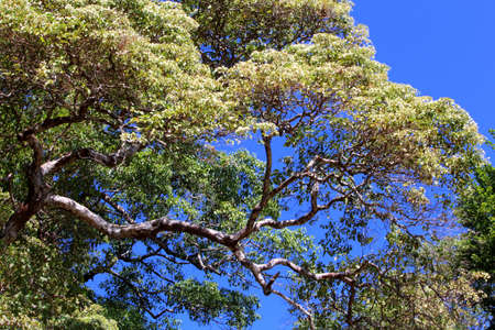 Flowers in a treeの写真素材