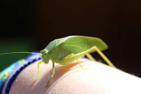 Leaflooking insectの写真素材