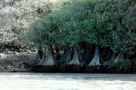 Weird looking trees by a riverの写真素材