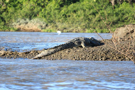 Crocodile by a riverの写真素材