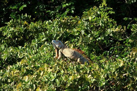 Iguana in a treeの写真素材