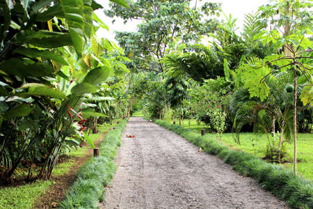Tropical garden Boca Tapadaの写真素材