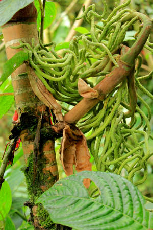 Weird plantの写真素材