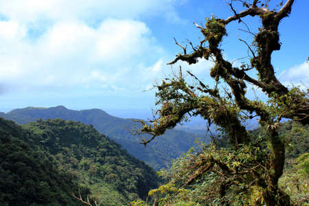 Vue in monteverdeの写真素材