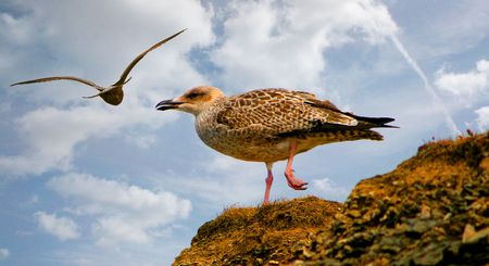 Sea Gullの写真素材