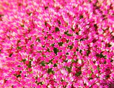 Pink Flower