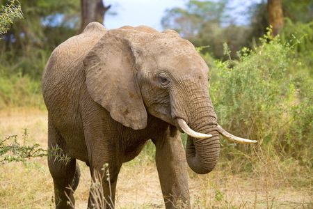 African Elephantの写真素材