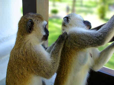 Grooming Time                      の写真素材