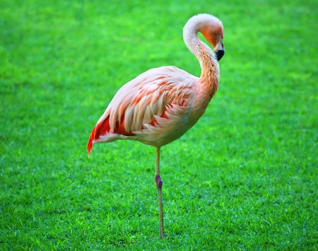 Flamingoの写真素材