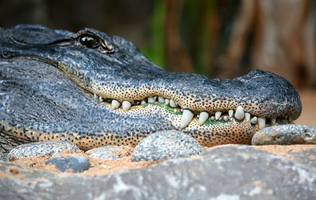 Alligator Teethの写真素材