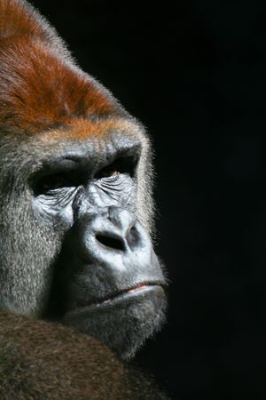 Gorilla Looking