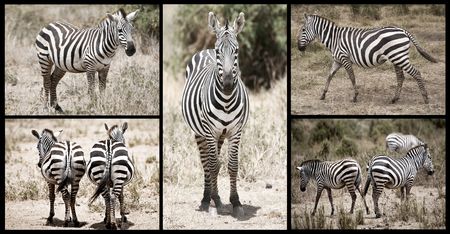 Zebra Collectionの写真素材